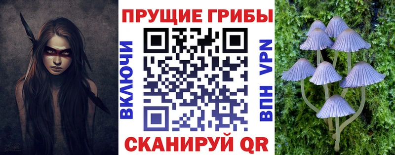 Псилоцибиновые грибы Psilocybe  omg вход  Белая Холуница  где можно купить  